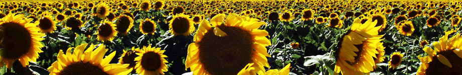  Rotating Header Image